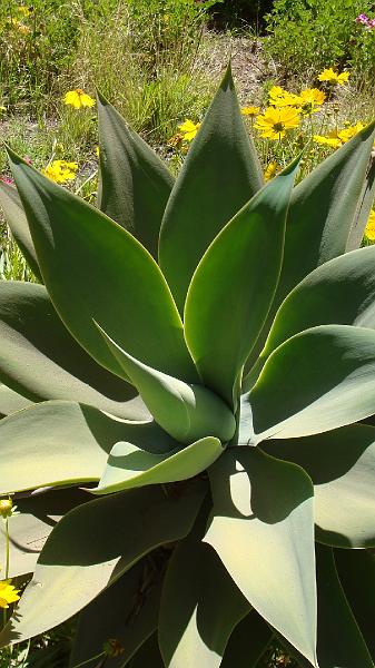 Arequipa Steves (2).JPG